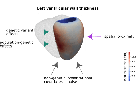\label{fig:wallthickness}**Left ventricular wall thickness and contributing factors.** Left ventricular wall thickness was measured at more than 27k positions in a cohort of 1,185 healthy volunteers. The average wall thickness at each position is depicted in saturated colours (the mesh depicts the right ventricle for reference). Heart wall thickness is determined by an interplay of genetic (green arrows) and non-genetic factors (grey arrows). Additional correlation between positional thickness can be observed for measures in close spatial proximity.